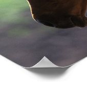 Bob Langrish | Kaas Arab Foal met achtergrondverli Poster (Hoek)