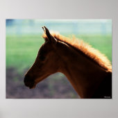 Bob Langrish | Kaas Arab Foal met achtergrondverli Poster (Voorkant)