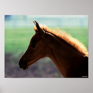 Bob Langrish Kaas Arab Foal met achtergrondverli Poster