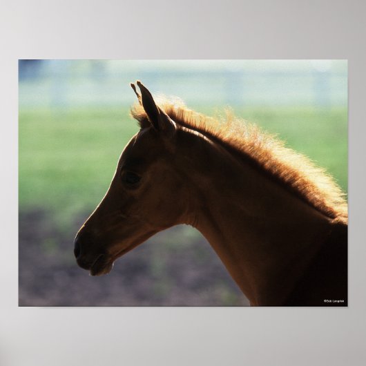 Bob Langrish | Kaas Arab Foal met achtergrondverli Poster (Voorkant)
