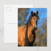 Bob Langrish | Keukenkop Pony Briefkaart (Voorkant / Achterkant)