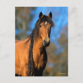 Bob Langrish | Keukenkop Pony Briefkaart (Voorkant)