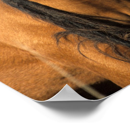 Bob Langrish | Keukenkop Pony Poster (Hoek)