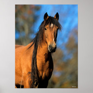 Bob Langrish Keukenkop Pony Poster