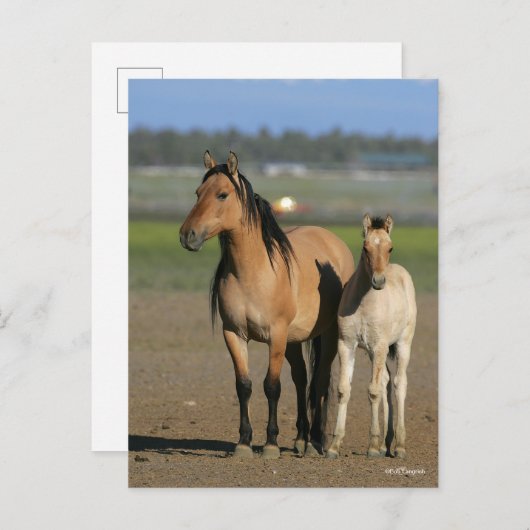 Bob Langrish Kiger Mustang Mare and Foal Standing Briefkaart (Voorkant / Achterkant)
