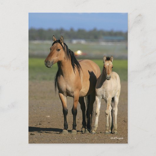 Bob Langrish Kiger Mustang Mare and Foal Standing Briefkaart (Voorkant)
