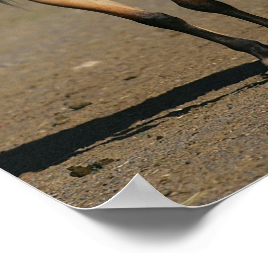 Bob Langrish Kiger Mustang Mare and Foal Standing Poster (Hoek)