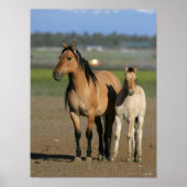 Bob Langrish Kiger Mustang Mare and Foal Standing Poster (Voorkant)