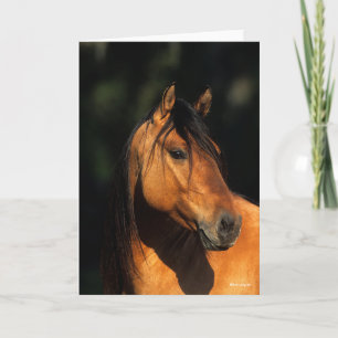 Bob Langrish   Kiger Mustang Stallion Headshot Kaart