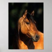 Bob Langrish | Kiger Mustang Stallion Headshot Poster (Voorkant)
