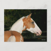 Bob Langrish | Koppen van verf-paarden Briefkaart (Voorkant)