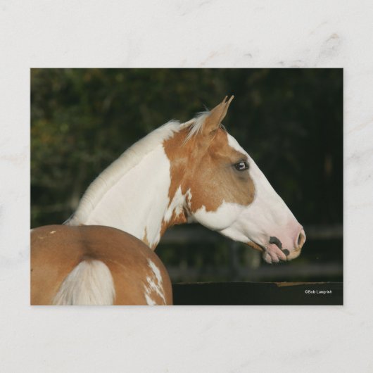 Bob Langrish | Koppen van verf-paarden Briefkaart (Voorkant)