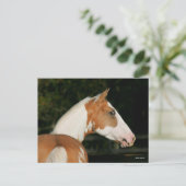 Bob Langrish | Koppen van verf-paarden Briefkaart (Staand voorkant)