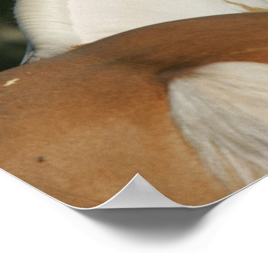 Bob Langrish | Koppen van verf-paarden Poster (Hoek)