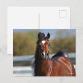 Bob Langrish | Koptekst Arabische baai Briefkaart (Voorkant / Achterkant)