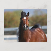 Bob Langrish | Koptekst Arabische baai Briefkaart (Voorkant)