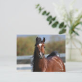 Bob Langrish | Koptekst Arabische baai Briefkaart (Staand voorkant)