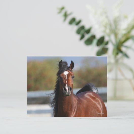 Bob Langrish | Koptekst Arabische baai Briefkaart (Staand voorkant)