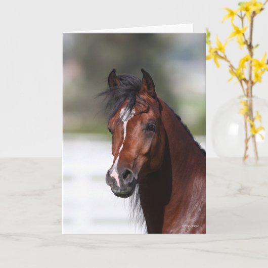 Bob Langrish | Koptekst Arabische baai Kaart (Gele Bloem)