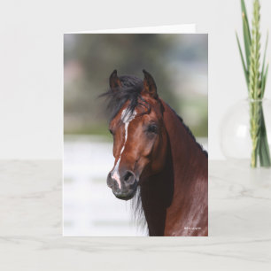 Bob Langrish   Koptekst Arabische baai Kaart