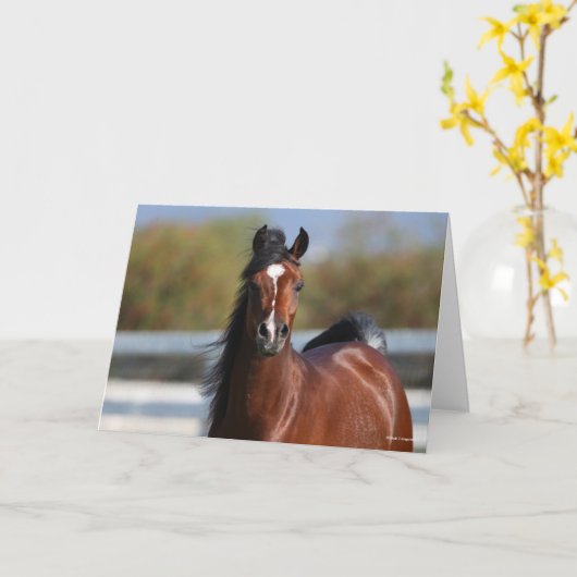 Bob Langrish | Koptekst Arabische baai Kaart (Gele Bloem)