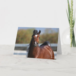 Bob Langrish   Koptekst Arabische baai Kaart