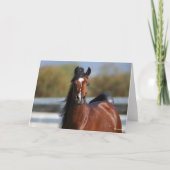 Bob Langrish | Koptekst Arabische baai Kaart (Voorkant)