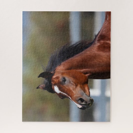 Bob Langrish | Koptekst Arabische baai Legpuzzel (Verticaal)