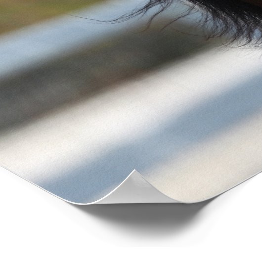 Bob Langrish | Koptekst Arabische baai Poster (Hoek)