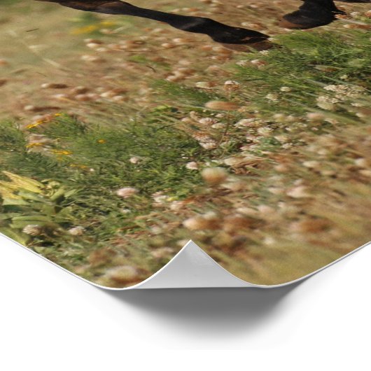 Bob Langrish | Kwartpaarden in bloemen Poster (Hoek)