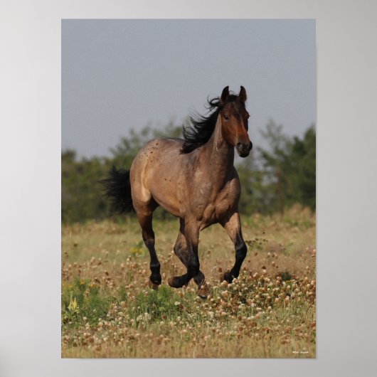 Bob Langrish | Kwartpaarden in bloemen Poster (Voorkant)