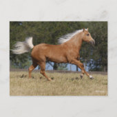 Bob Langrish | Kwartpaarden van Palomino Briefkaart (Voorkant)