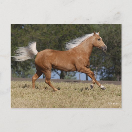 Bob Langrish | Kwartpaarden van Palomino Briefkaart (Voorkant)