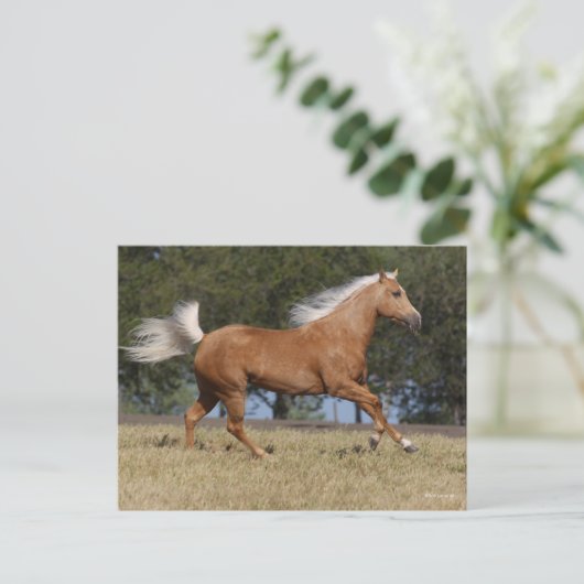 Bob Langrish | Kwartpaarden van Palomino Briefkaart (Staand voorkant)