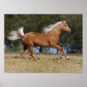 Bob Langrish | Kwartpaarden van Palomino Poster (Voorkant)