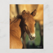 Bob Langrish | Kwartschotkop voor paardenfokkonijn Briefkaart (Voorkant)