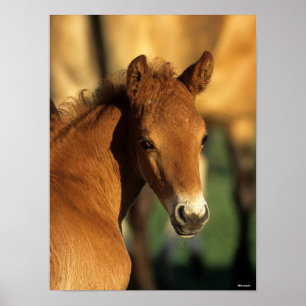 Bob Langrish   Kwartschotkop voor paardenfokkonijn Poster