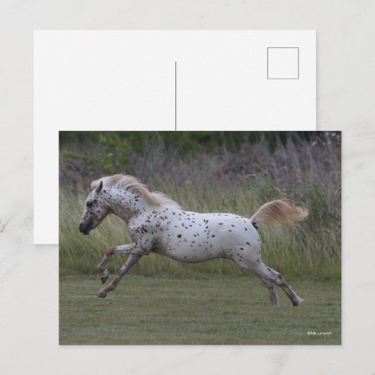 Bob Langrish | Leaping van de Pony van Amerika Briefkaart (Voorkant / Achterkant)