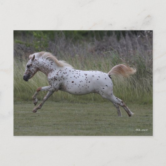 Bob Langrish | Leaping van de Pony van Amerika Briefkaart (Voorkant)
