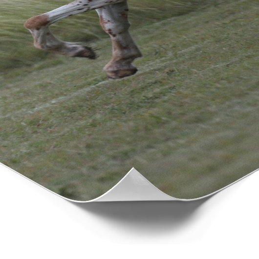 Bob Langrish | Leaping van de Pony van Amerika Poster (Hoek)