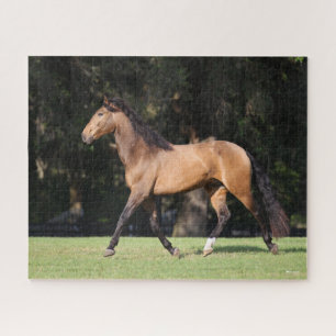 Bob Langrish   Lichte baai Lusitano Legpuzzel