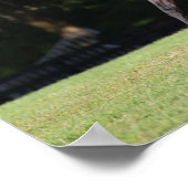 Bob Langrish | Lichte baai Lusitano Poster (Hoek)