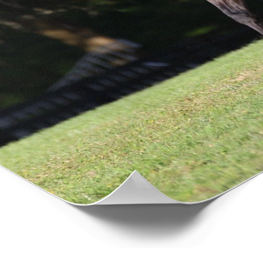 Bob Langrish | Lichte baai Lusitano Poster (Hoek)