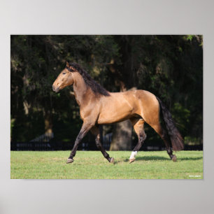 Bob Langrish Lichte baai Lusitano Poster