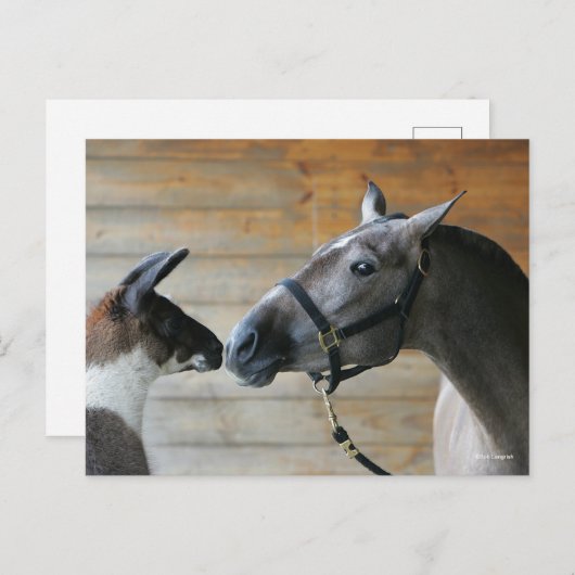 Bob Langrish Llama en Andalucian Meeting Headshot Briefkaart (Voorkant / Achterkant)