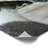 Bob Langrish Llama en Andalucian Meeting Headshot Poster (Hoek)