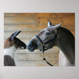 Bob Langrish Llama en Andalucian Meeting Headshot Poster