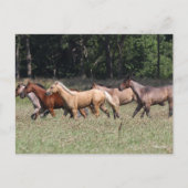 Bob Langrish | Lopende eenhoevigen van het heldend Briefkaart (Voorkant)