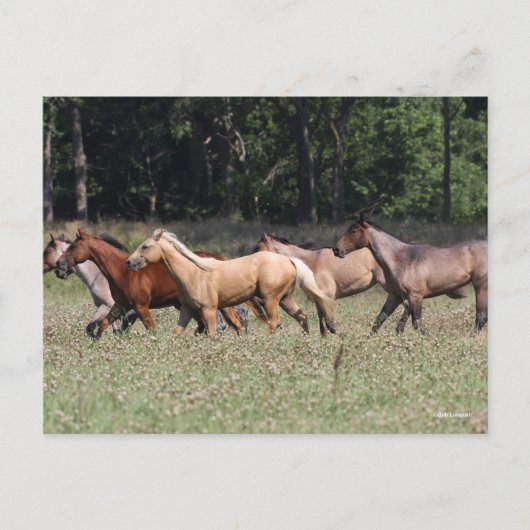 Bob Langrish | Lopende eenhoevigen van het heldend Briefkaart (Voorkant)