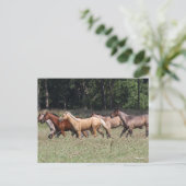 Bob Langrish | Lopende eenhoevigen van het heldend Briefkaart (Staand voorkant)